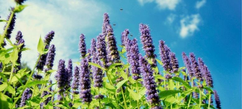 Dropplant zaaien (Agastache): zo kweek je deze geurige zomerbloeier