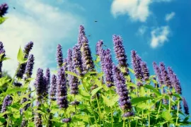 Dropplant zaaien (Agastache): zo kweek je deze geurige zomerbloeier