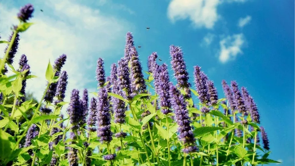 Afbeelding Dropplant zaaien (Agastache): zo kweek je deze geurige zomerbloeier