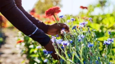 Tuinklussen in juni: 18 klussen voor de drukste tuinmaand