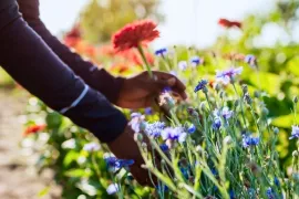 Tuinklussen in juni: 18 klussen voor de drukste tuinmaand