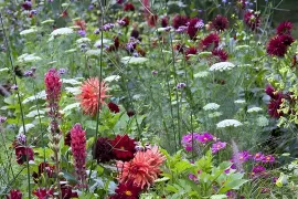 Beplantingsplan voor eenjarigenborder met dahlia’s