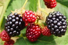 De beste planten voor een kleine eetbare bostuin