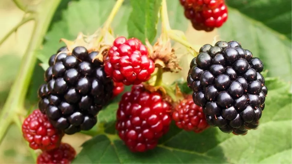 Afbeelding De beste planten voor een kleine eetbare bostuin