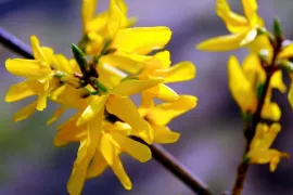 Heesters snoeien: snoeien doet groeien