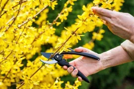 Forsythia snoeien: na de bloei inkorten voor luchtige groei