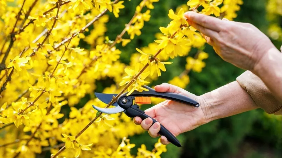 Afbeelding Forsythia snoeien: na de bloei inkorten voor luchtige groei