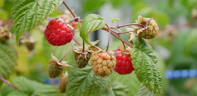 Framboos kweken in een pot