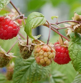 Framboos kweken in een pot