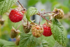 Framboos kweken in een pot