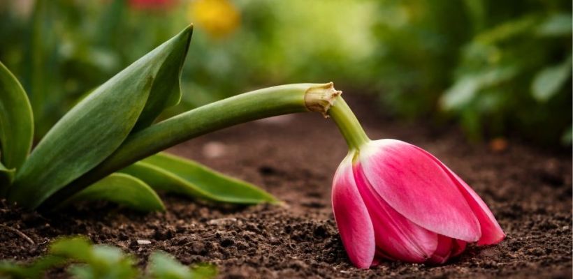 Oeps, deze pagina is geknakt in de bloei