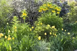 Beplantingsplan voor een voorjaarsborder in geel