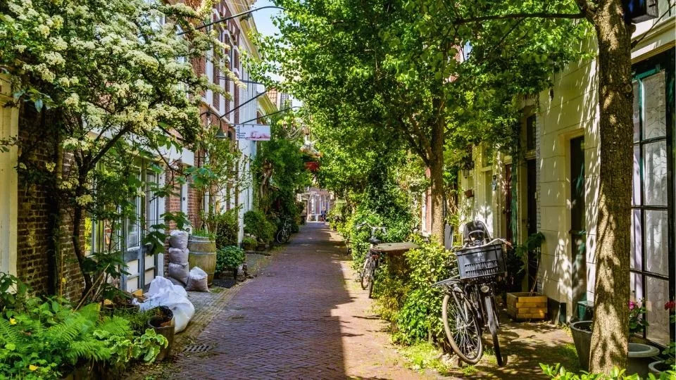 Afbeelding Handige planten voor een geveltuin