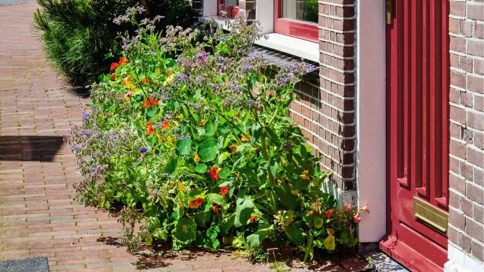 Afbeelding Geveltuin, fleurige stoep!