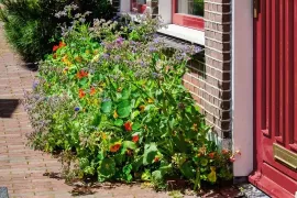 Geveltuin, fleurige stoep!