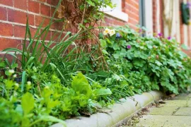 Tegel eruit, plant erin: zo vergroen je je eigen tuin