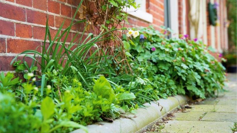 Geveltuin aanleggen? Begin bij de juiste planten