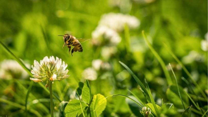 Grasmaaisel laten liggen: gratis voeding voor je gazon