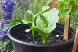 Pompoenen kweken in een pot: het kán, een stappenplan