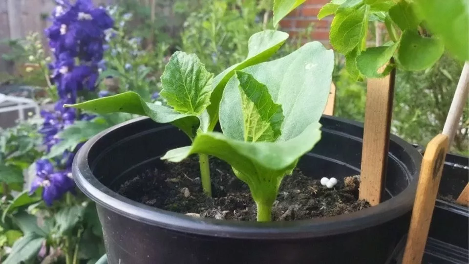 Afbeelding Pompoenen kweken in een pot: het kán, een stappenplan
