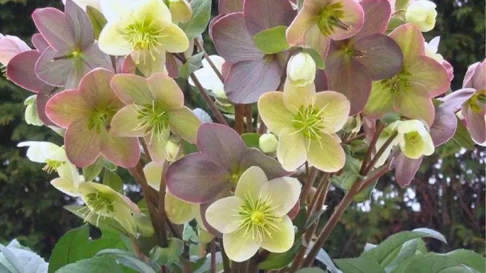 Afbeelding 10 favoriete helleborussen voor kleur in de wintertuin