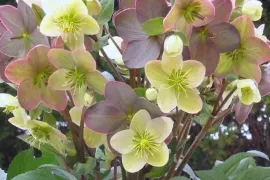 10 favoriete helleborussen voor kleur in de wintertuin