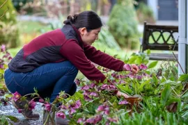Helleborus snoeien: wanneer knip je oud blad weg?