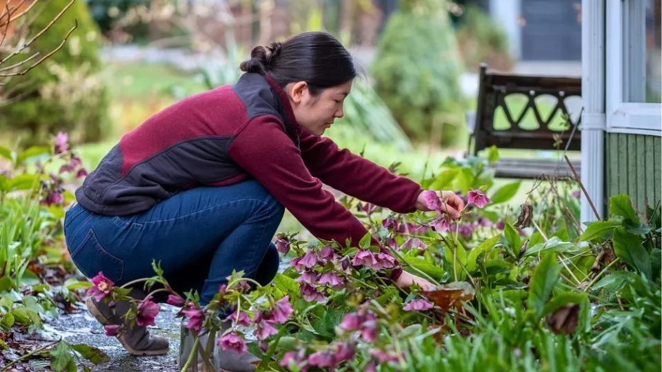 Afbeelding Helleborus snoeien: wanneer knip je oud blad weg?