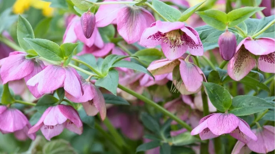 Afbeelding Helleborus orientalis