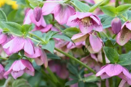 Helleborus orientalis