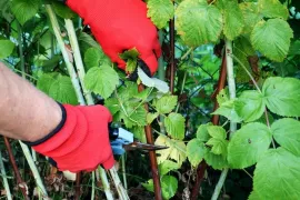Herfstframbozen snoeien en uitdunnen: zo krijg je meer en betere vruchten