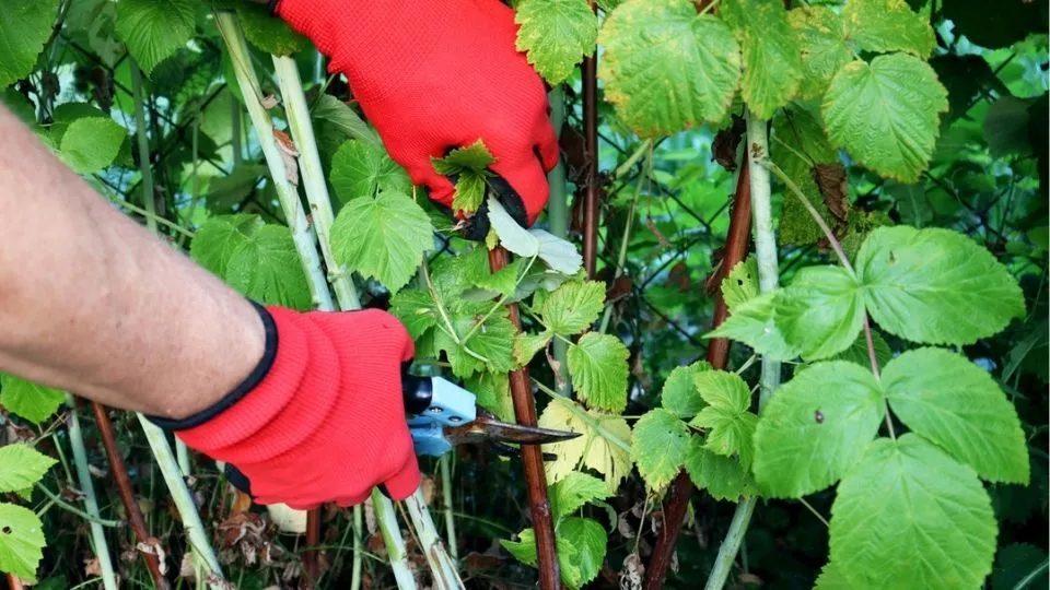 Afbeelding Herfstframbozen snoeien en uitdunnen: zo krijg je meer en betere vruchten