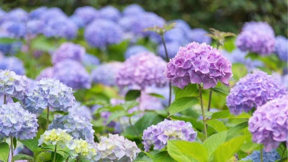 Afbeelding Hortensia snoeien: wanneer en hoe doe je dit?