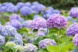 Hortensia snoeien: wanneer en hoe doe je dit?