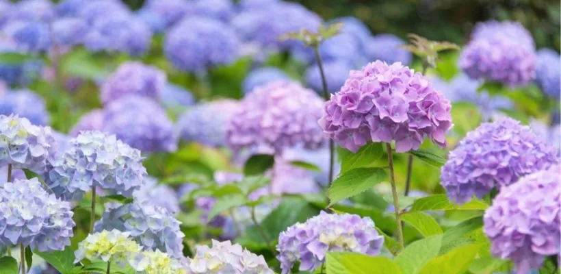 Hortensia snoeien: wanneer en hoe doe je dit?