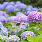Hortensia snoeien: wanneer en hoe doe je dit?