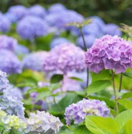 Hortensia snoeien: wanneer en hoe doe je dit?