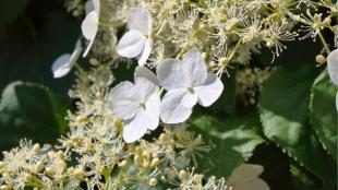 Hortensia snoeien: wanneer en hoe doe je dit?