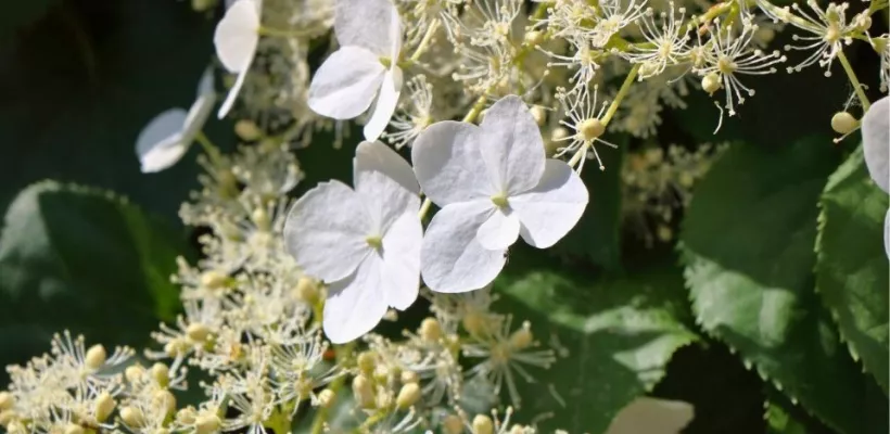 Klimhortensia snoeien: hoe en wanneer?