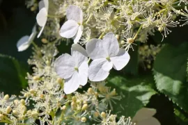 Klimhortensia snoeien: hoe en wanneer?
