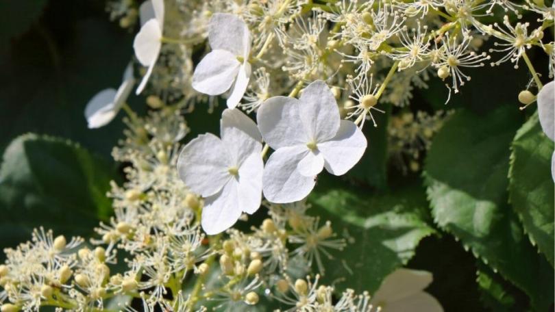 Hortensia snoeien: vind eerst je soort, dan je moment