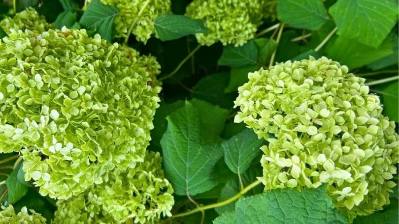 Hortensia snoeien: vind eerst je soort, dan je moment