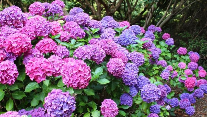 Hortensia snoeien: vind eerst je soort, dan je moment