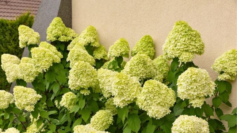 Hortensia snoeien: vind eerst je soort, dan je moment