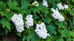 Hortensia snoeien: wanneer en hoe doe je dit?