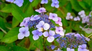Hortensia snoeien: wanneer en hoe doe je dit?