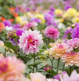 Dahlia’s stekken