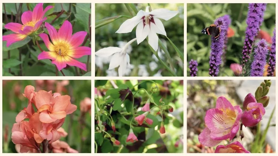 Afbeelding Word lid en ontvang een bio bloembollenpakket t.w.v. € 37,50