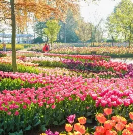 Keukenhof: waar het voorjaar begint