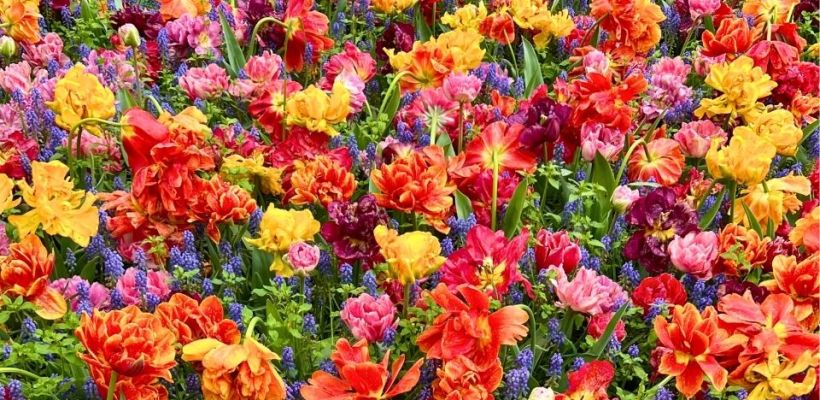Winnen: kaarten voor de Keukenhof